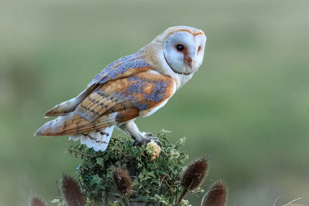 Barn Owl